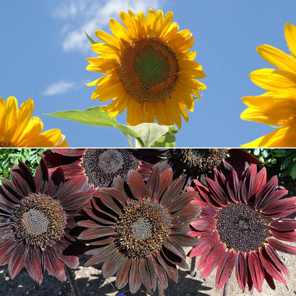 Ferry-Morse Sunsational Sunflower Bulk Flower Seeds, 1lb