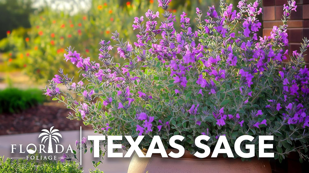 Texas Sage | 20 Live Plants | Leucophyllum frutescens | Drought-Tolerant Shrub for Landscaping | Hardy Evergreen with Silver Foliage and Purple Blooms