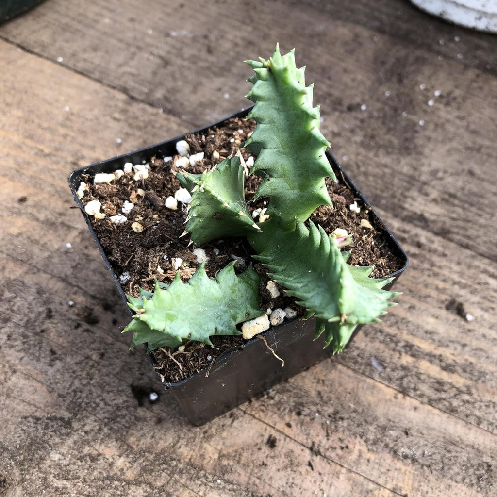 Lifesaver Plant (Huernia zebrina) Live House Plant in 2.5 inch Pot - by Smoke Camp Crafts - Organic Live Plant