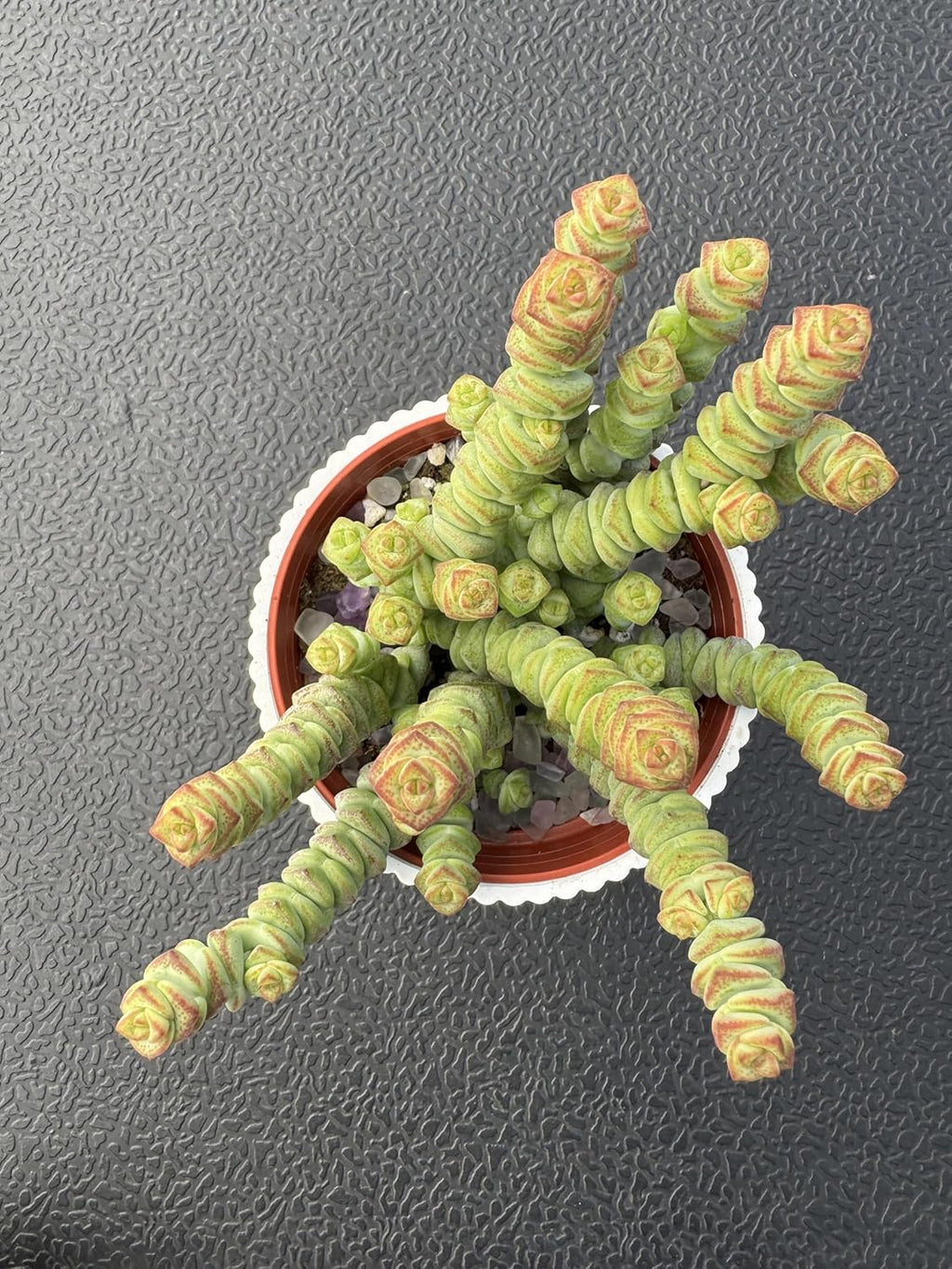 4" String of Buttons in White Stripe Pot, Live Crassula 'Baby's Necklace' Trailing Succulent, Rare House Plant for Home Office Wedding Hanging Decoration, DIY Projects, Party Favor