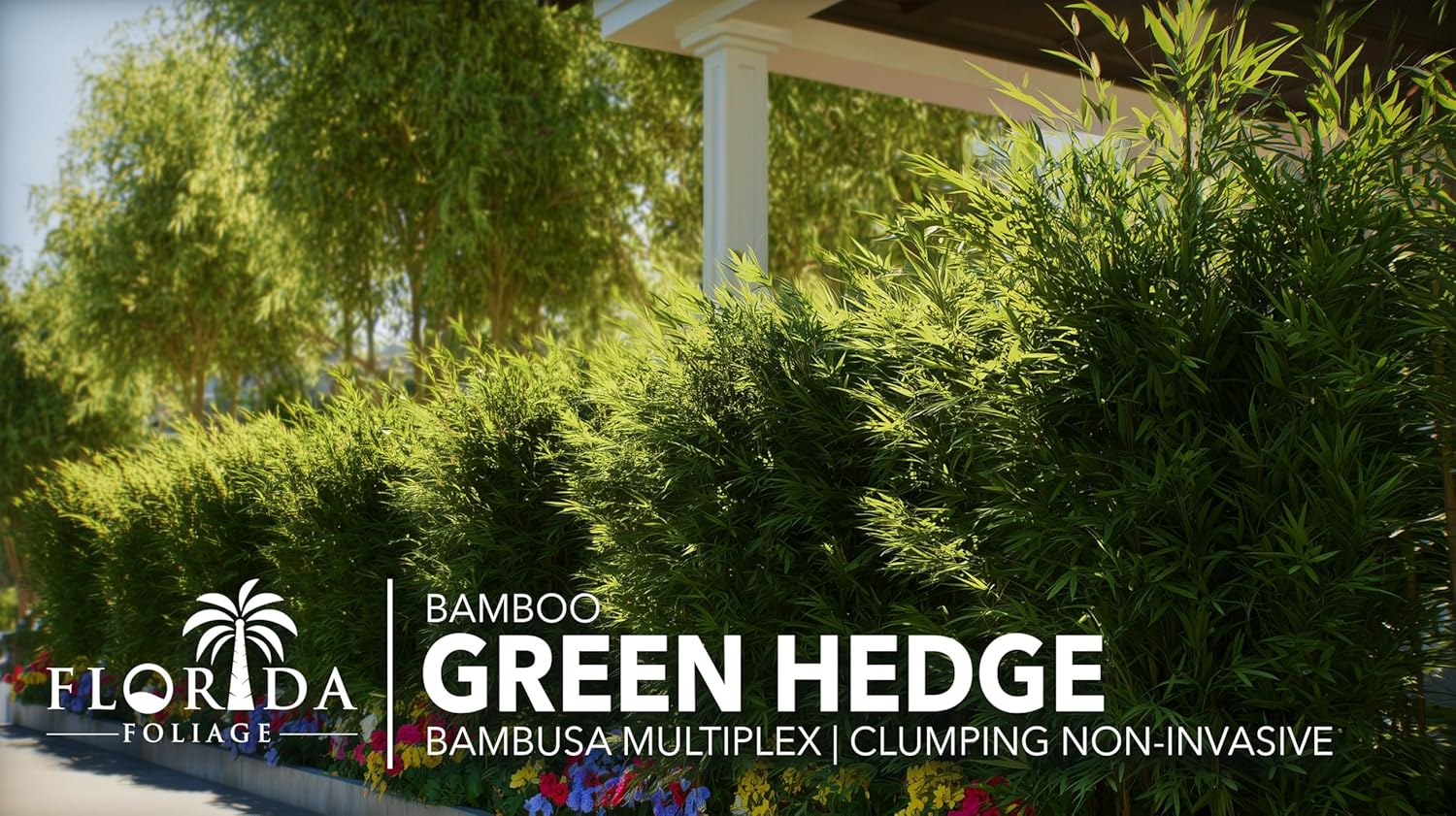 Green Hedge Bamboo | 1 Large Gallon Size Plant | Bambusa multiplex | Fast Growing Privacy Screen | Clumping Bamboo for Landscapes Gardens Walkways Accent Foundation Beds Decorative Garden