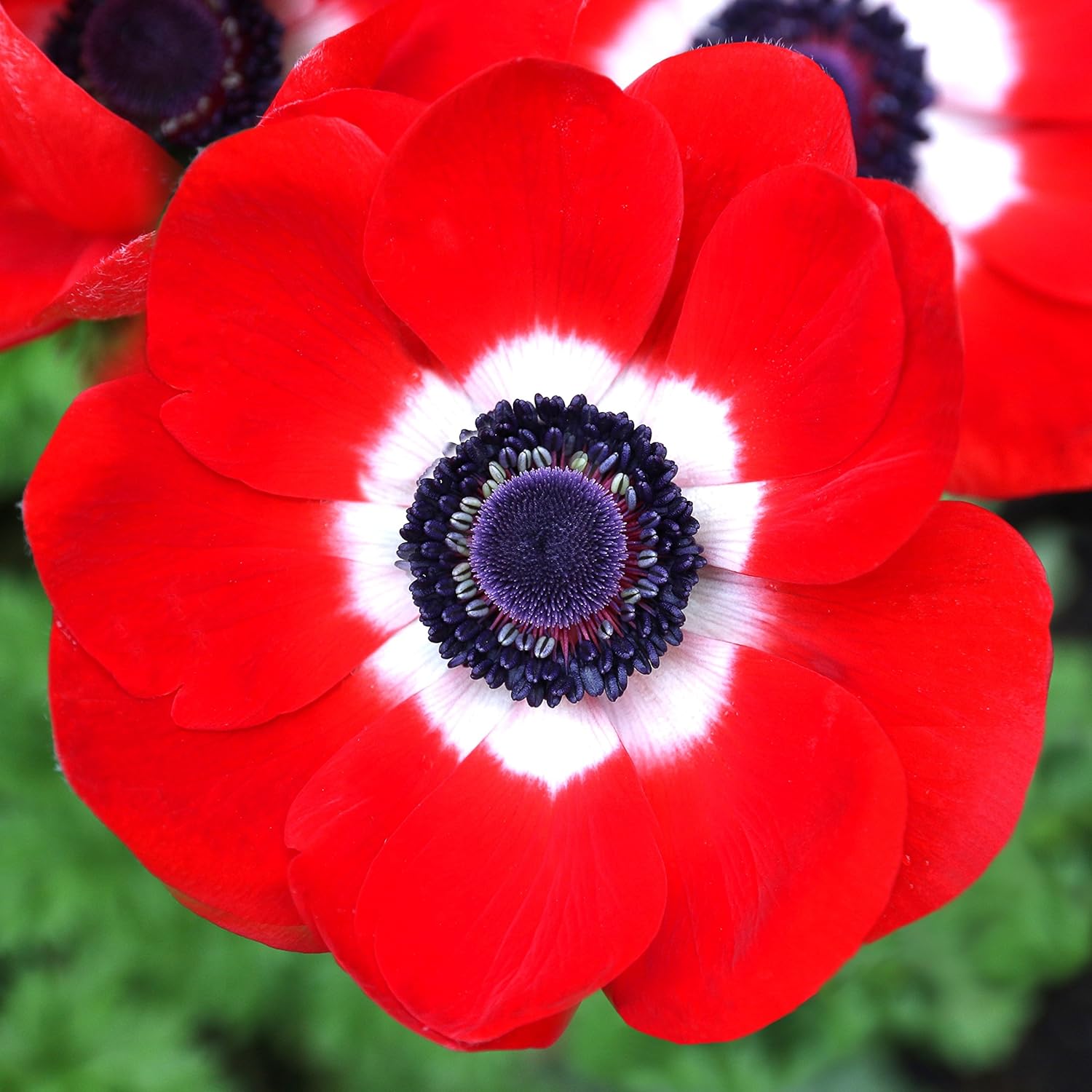 Easy to Grow Anemone His Excellency - 20 Plant Bulbs, Red Flowers with Dark Centers in Spring Full Sun