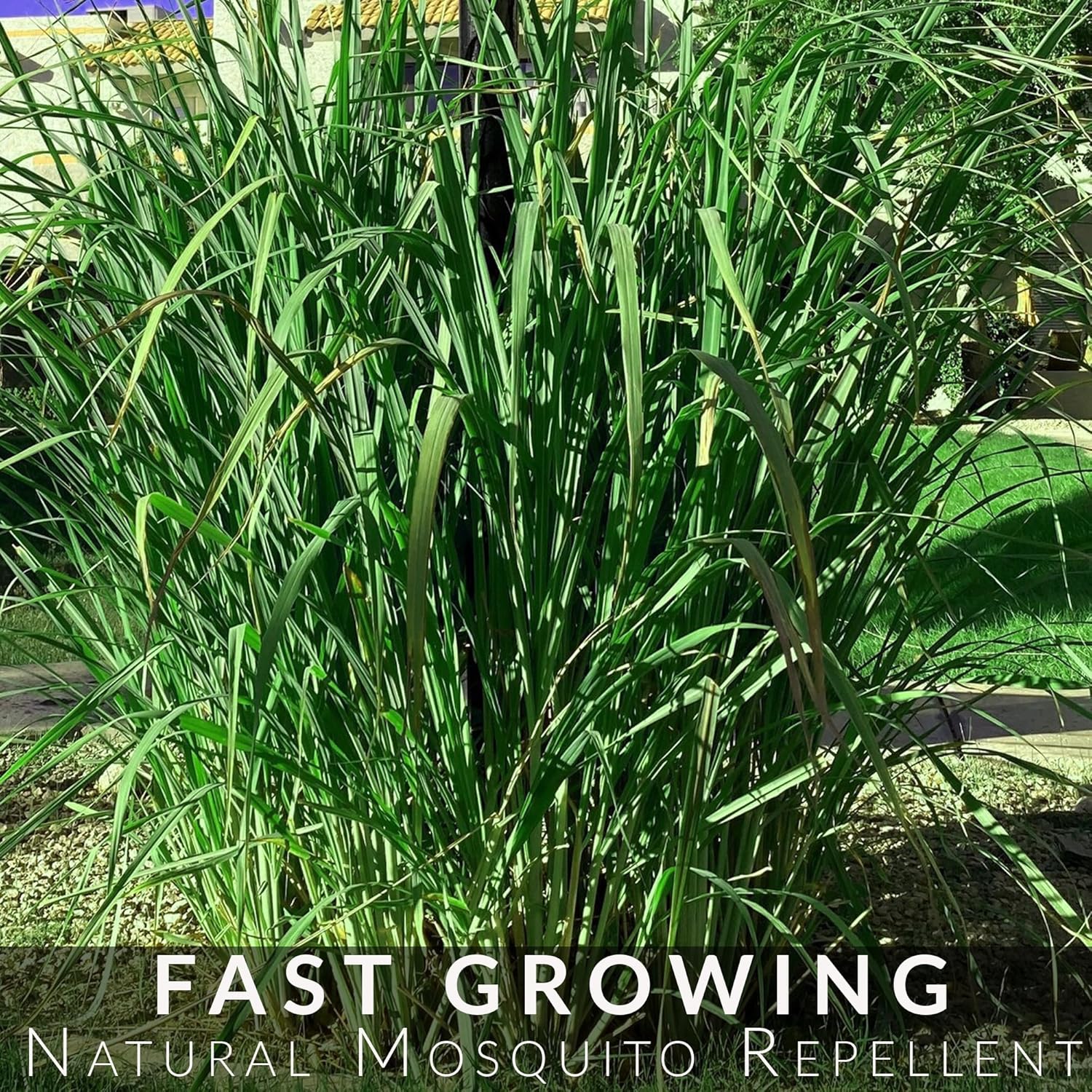 5 Lemongrass Plants 12 Inches Long, Rooted & Ready to Plant, Hydroponically Grown Lemon Grass Live Stalks, Natural Mosquito Repellent, Premium Quality Stalks Perfect for Tea and Essential Oils