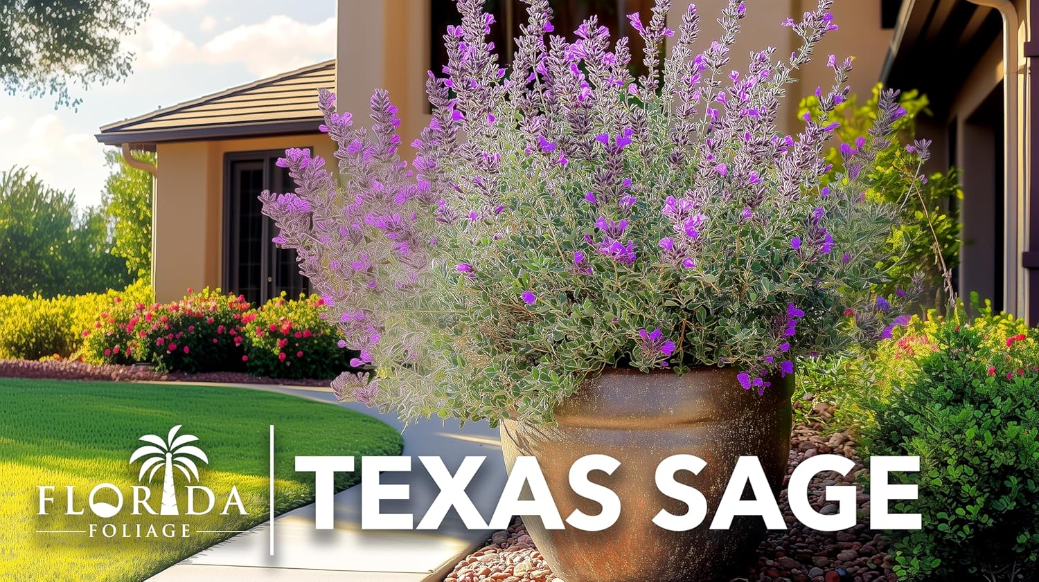 Texas Sage | 3 Live Plants | Leucophyllum frutescens | Drought-Tolerant Shrub for Landscaping | Hardy Evergreen with Silver Foliage and Purple Blooms