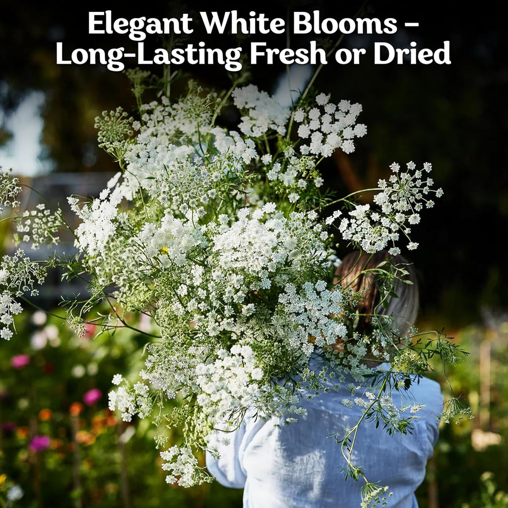 KVITER 1000 White Queen Anne's Lace Seeds (Ammi Majus) – Bishop Flower, Heirloom, Non GMO & Organic Wildflower, False Queen Annes Lace – Pollinator-Friendly Flower Seeds to Plant Outside in any Garden