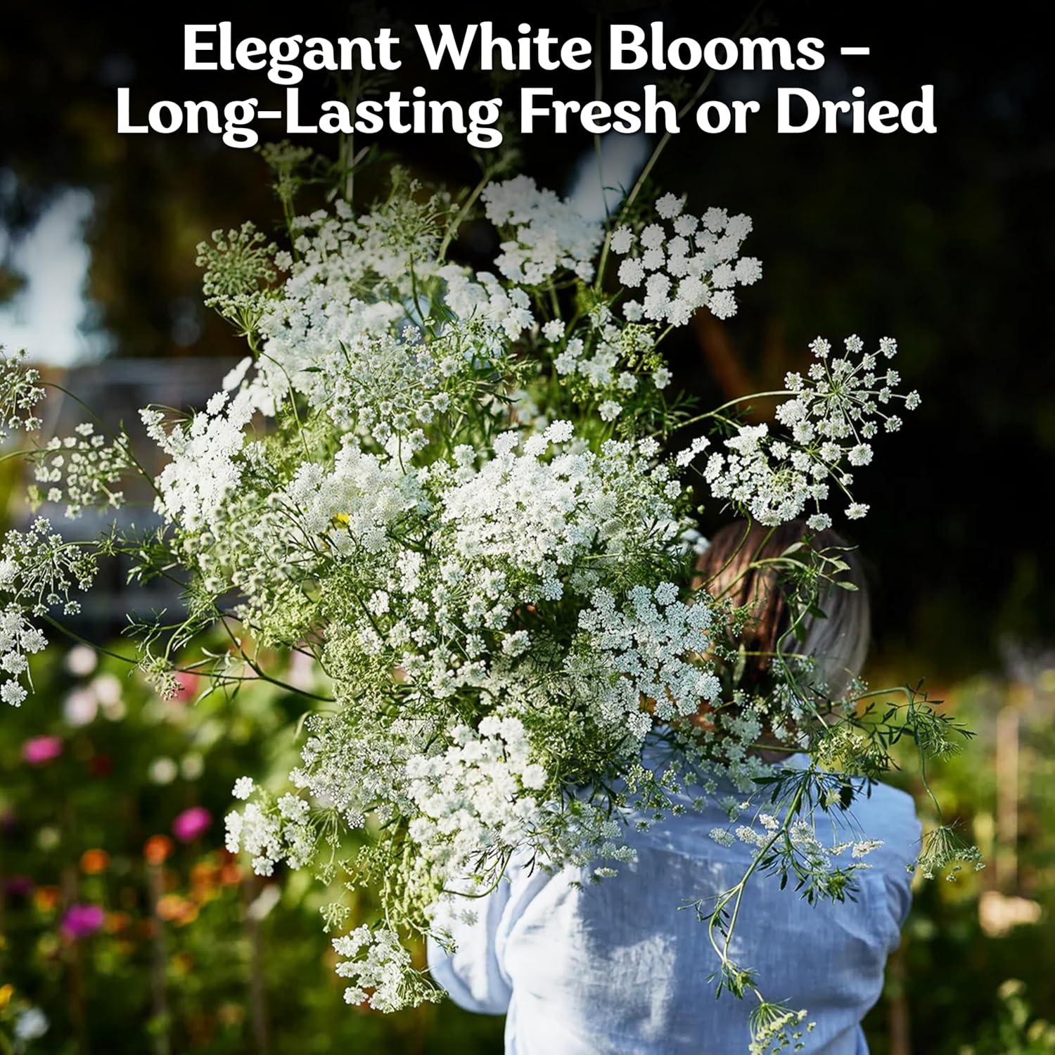 KVITER 1000 White Queen Anne's Lace Seeds (Ammi Majus) – Bishop Flower, Heirloom, Non GMO & Organic Wildflower, False Queen Annes Lace – Pollinator-Friendly Flower Seeds to Plant Outside in any Garden