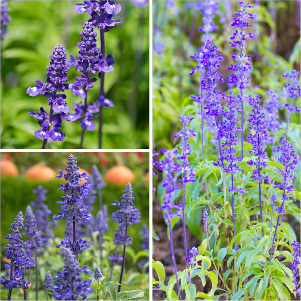 Seed Needs Sapphire Blue Sage Seeds for Planting - Heirloom & Open Pollinated Salvia - Grow a Butterfly Garden with Perennial Flowering Plants (2 Packs)
