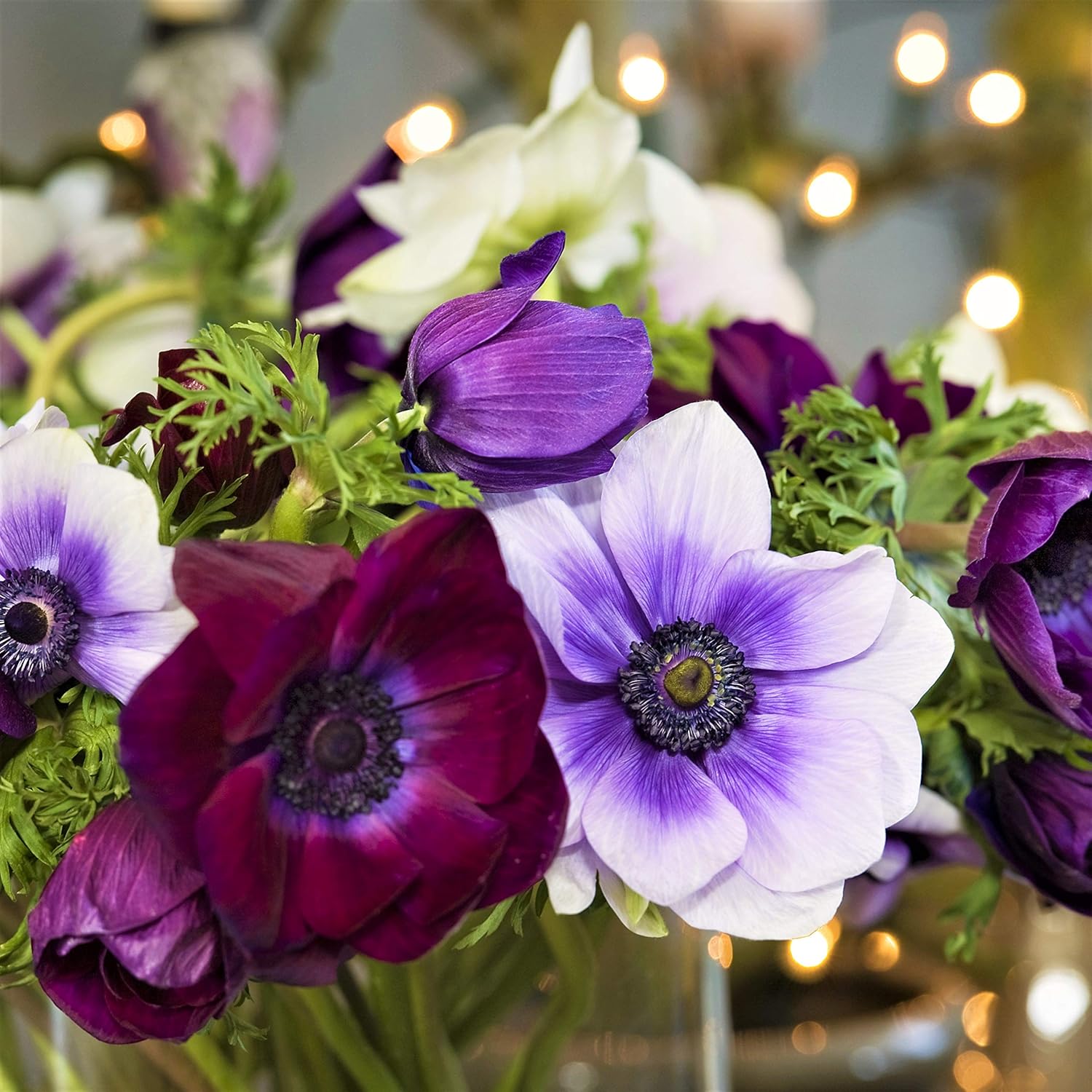 Easy to Grow Anemone Monarch de Caen Mix 60 Plant Bulbs - Blue Pink Purple Red Flowers in Spring, Full Sun Outdoor Zones 8-10