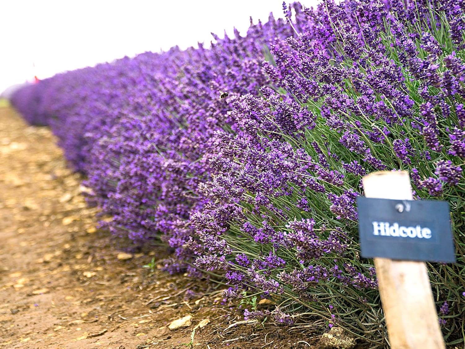 Greenwood Nursery: Live Perennial Plants - Hidcote Blue Lavender + Lavandula Angustifolia - [Qty: 3X Pint Pots] - (Click for Other Available Plants/Quantities)