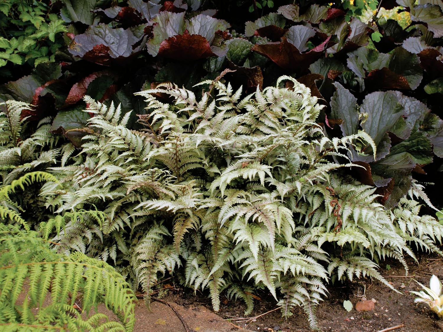 Greenwood Nursery: Live Perennial Plants - Japanese Painted Fern + Athyrium Niponicum - [Qty: 1x Pint Pot] - (Click for Other Available Plants/Quantities)