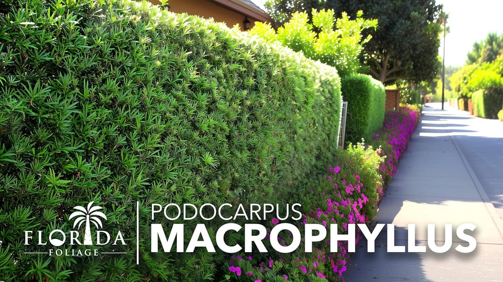 Podocarpus Macrophyllus Japanese Yew | 40 Live Plants | Podocarpus macrophyllus | Privacy Hedge Shrub | Evergreen Landscaping Plants for Gardens & Borders