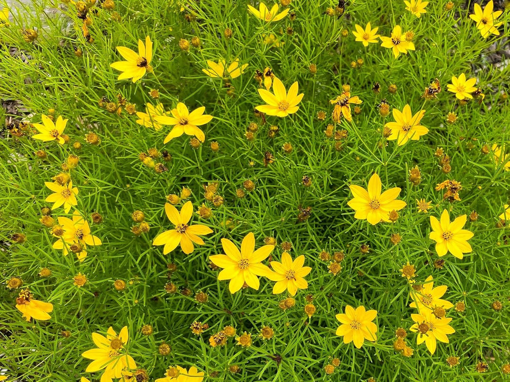 Greenwood Nursery: Live Perennial Plants - Moonbeam Tickseed + Coreopsis Verticillata - [Qty: 5X Pint Pots] - (Click for Other Available Plants/Quantities)