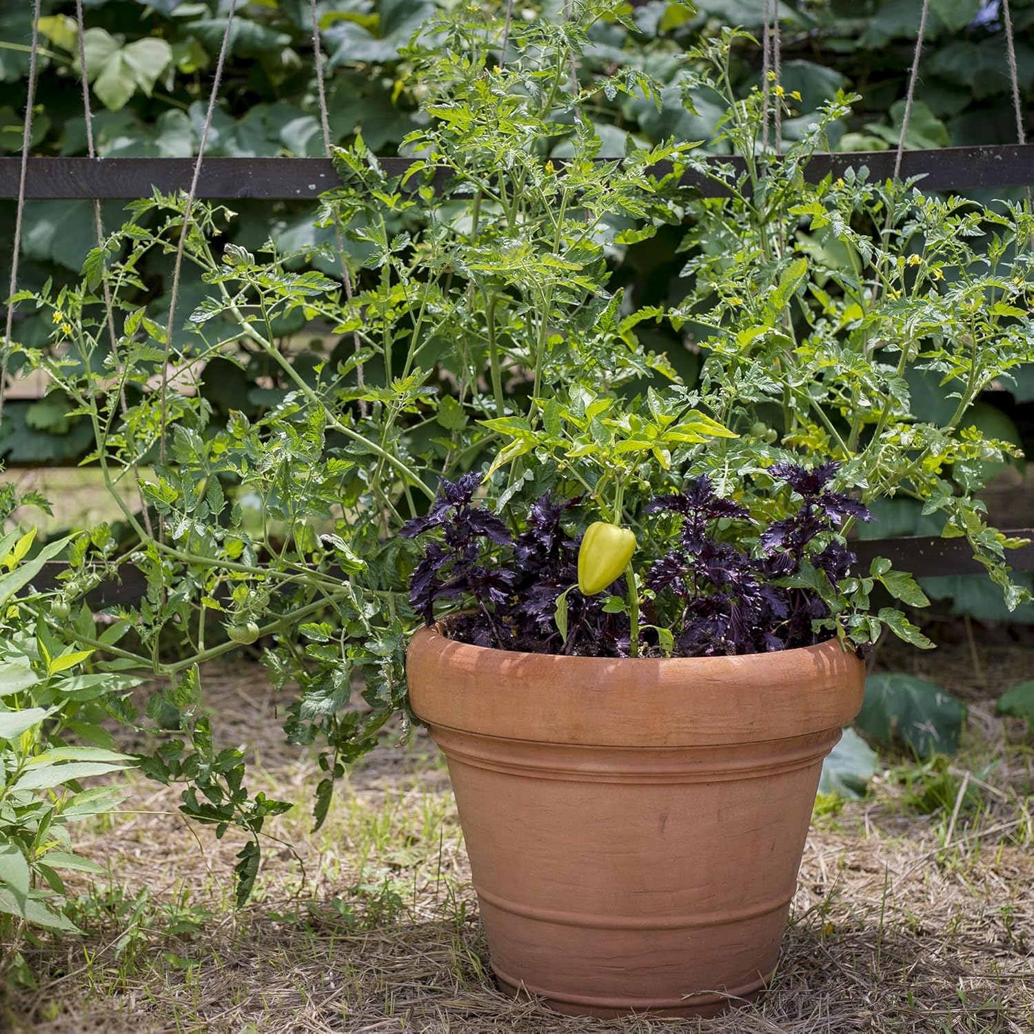 Crescent Garden Brunello Planter, Classic Rolled-Rim Plant Pot, Indoor/Outdoor Weather-Safe Pot, Plastic, 20-Inch (Terracotta-Color)