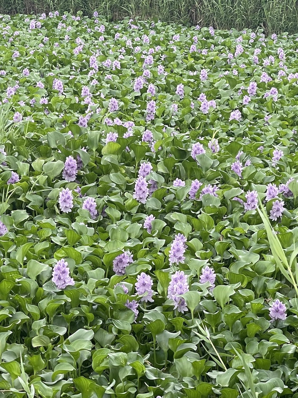 12 Water Hyacinth (Eichornia Crassipes) Floating Water Garden Pond Plants (12 Live Plants)