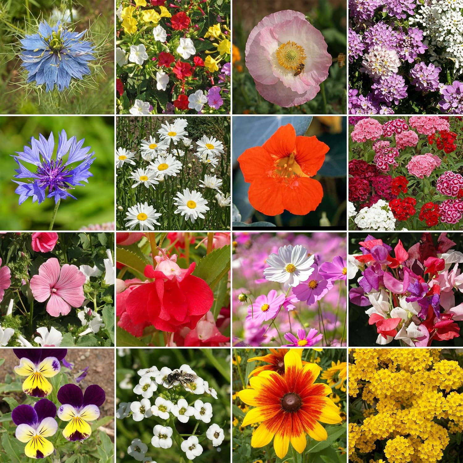 Ferry-Morse Cottage Garden Mix Bulk Flower Seeds, 1lb