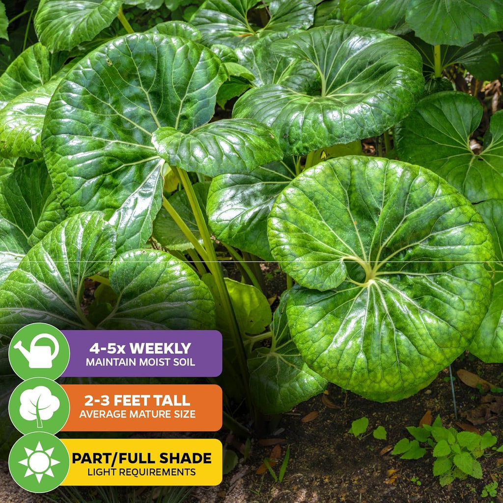 Tractor Seat Plant (Leopard Plant) – Farfugium Japonica VAR. Gigantea by Wellspring Gardens – Large Glossy Foliage – Shade-Loving Ornamental – Great for Containers & Landscaping (2-Pack)