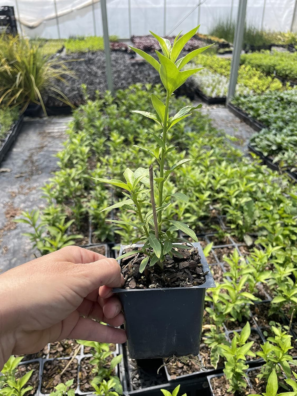 2 Nicely-Sized 4 inch Pots of Fragrant Night Blooming Jasmine