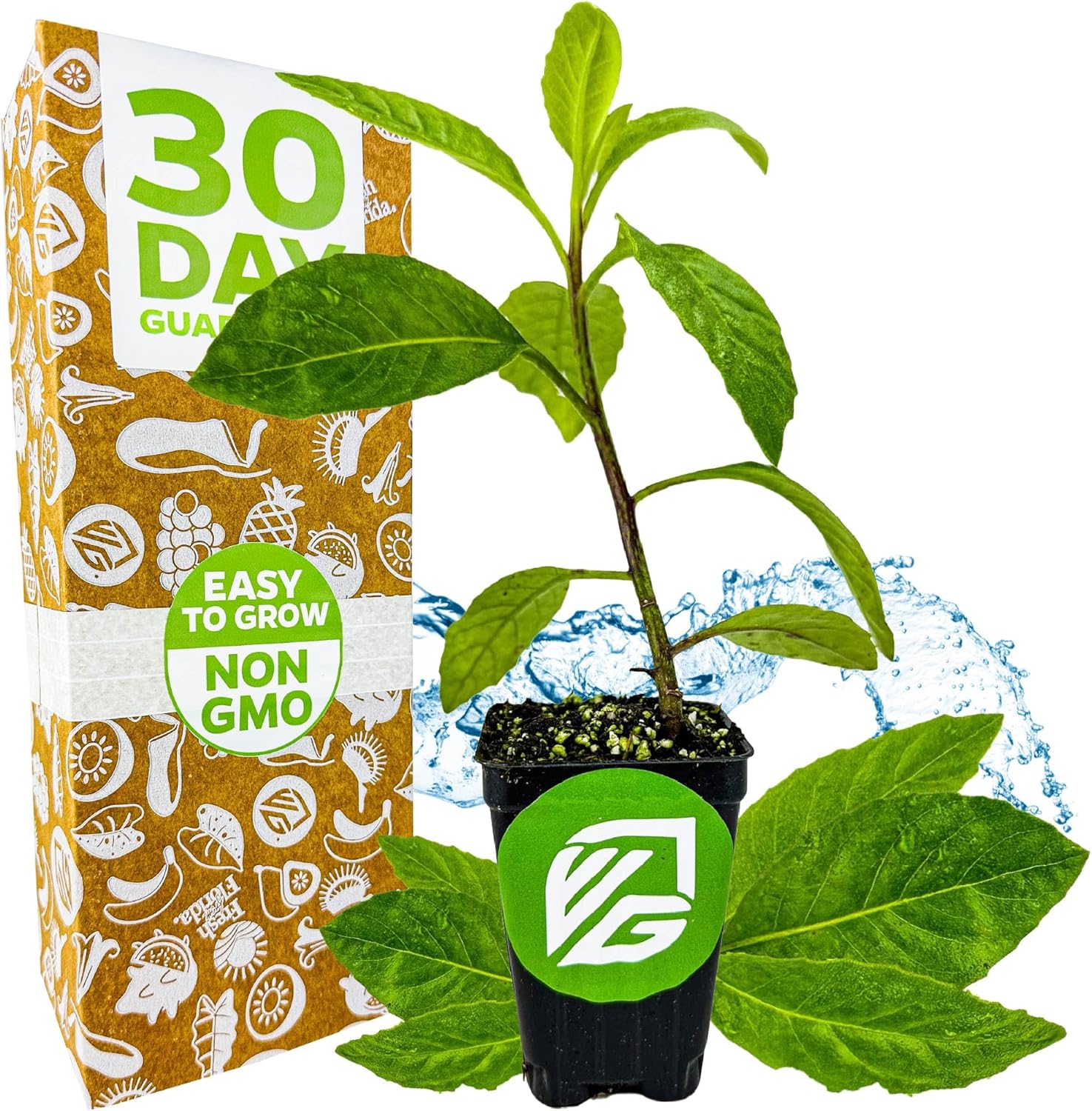 Longevity Spinach Live Plant - Gynura procumbens - Wellspring Gardens Nutrient-Rich Live Vegetable Plants - Vibrant & Healthy Plants, Easy to Grow & Maintain - Ideal for Outdoor & Indoor Planting