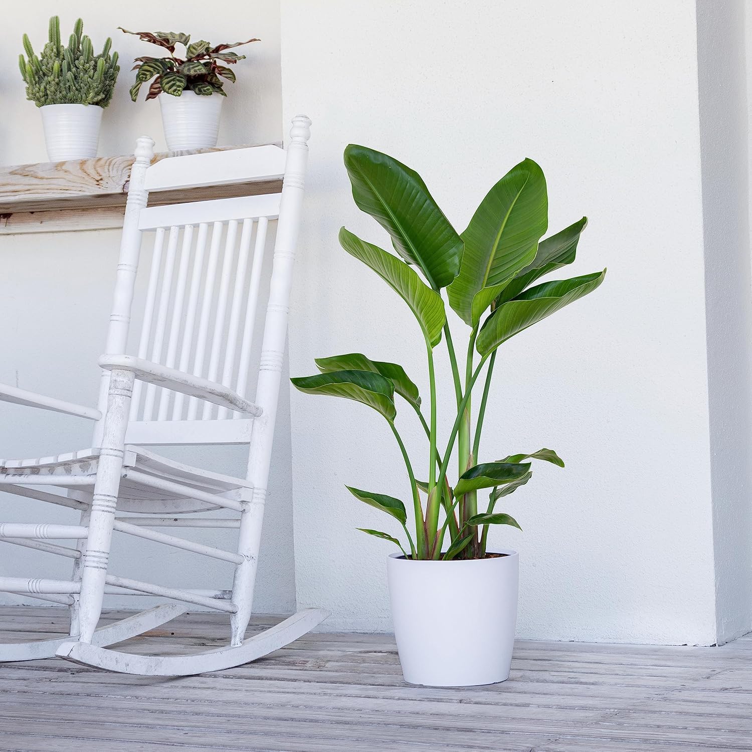 United Nursery White Bird of Paradise – Strelitzia Nicolai in 10” Grower Pot – 32–36 Inches Tall – Large Tropical Indoor Plant – Easy-Care Air-Purifying Floor Plant for Home or Office