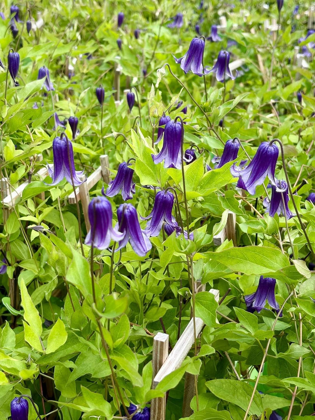 Perennial Farm Clematis 'Rooguchi' Hybrid – Live Flowering Vine in 4 Quart Container, Bell-Shaped Indigo-Purple Blooms, Non-Clinging Climber, Long Blooming, Ideal for Trellises, Arches & Containers