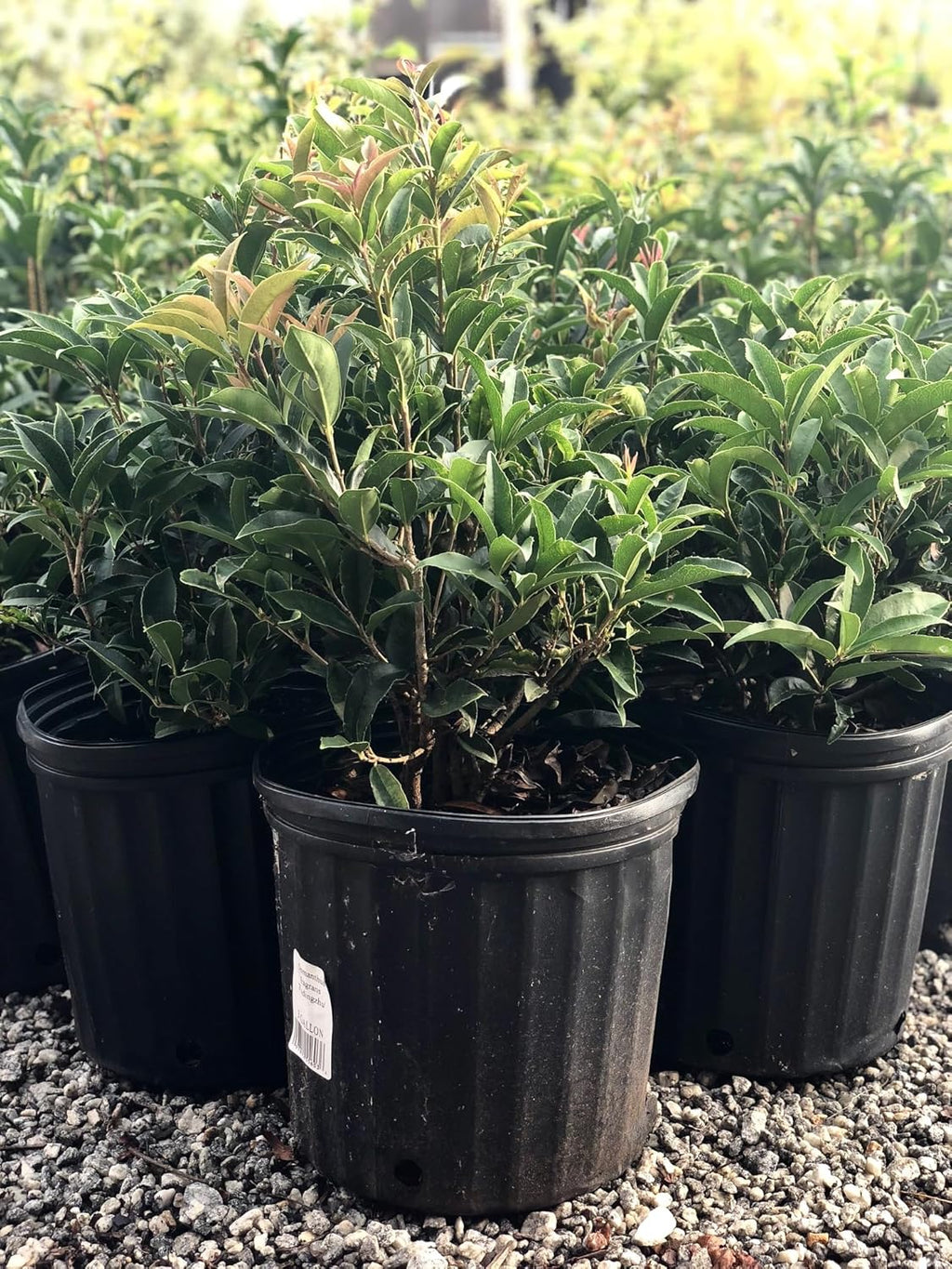 Fudingzhu Fragrant Tea Olive - Live Plant - 2 Gallon Pot