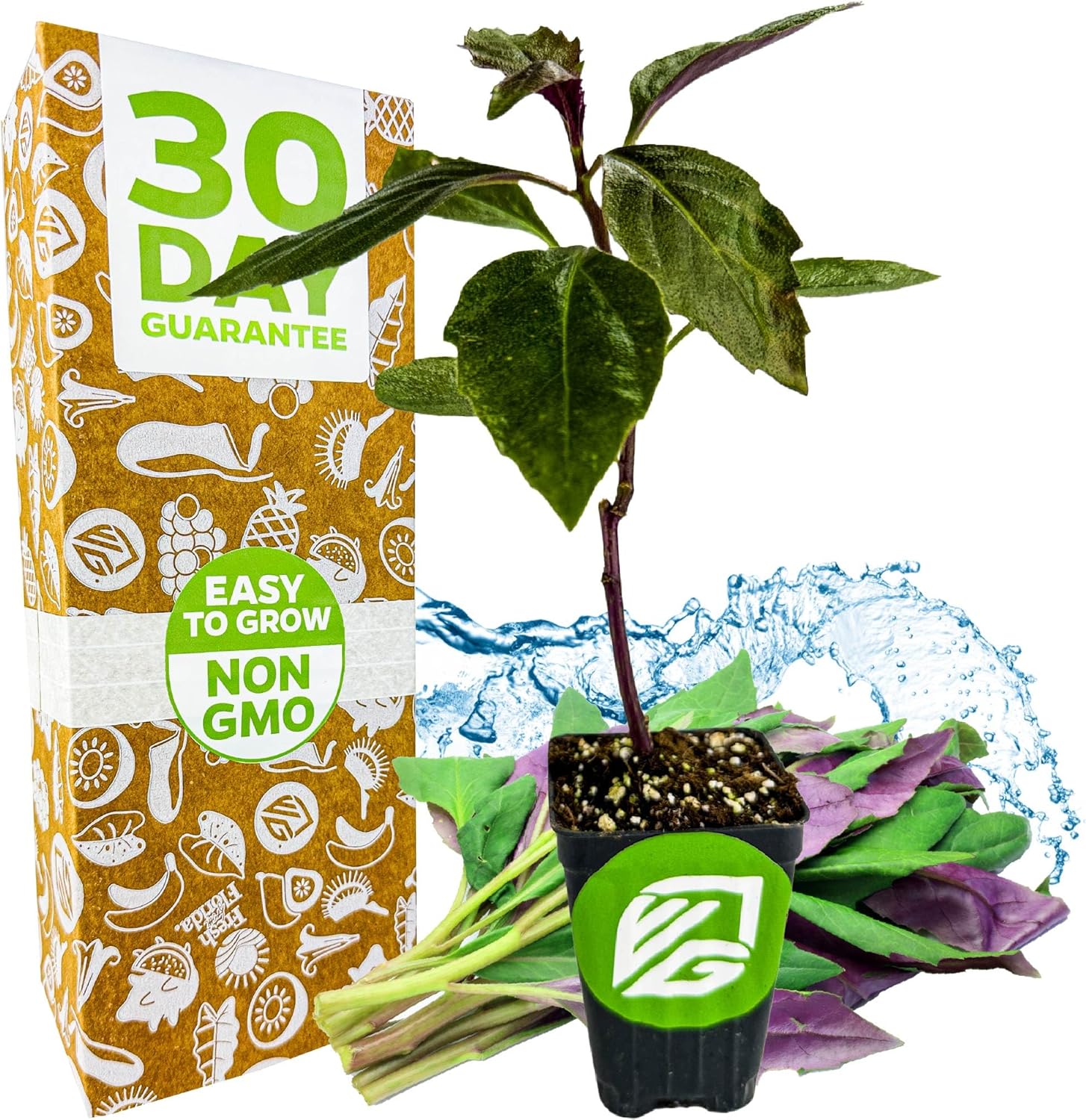 Okinawa Spinach - Gynura crepioides - Wellspring Garden Starter Plant - Easy to Grow Edible Plant - Vegetable Live Plant for Indoor & Outdoor Growing & Planting - Ideal for Home, Backyard & Gardening