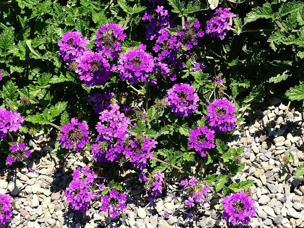 Greenwood Nursery: Live Perennial Plants - 'Homestead Purple' + Verbena Canadensis - [Qty: 2X Pint Pots] - (Click for Other Available Plants/Quantities)