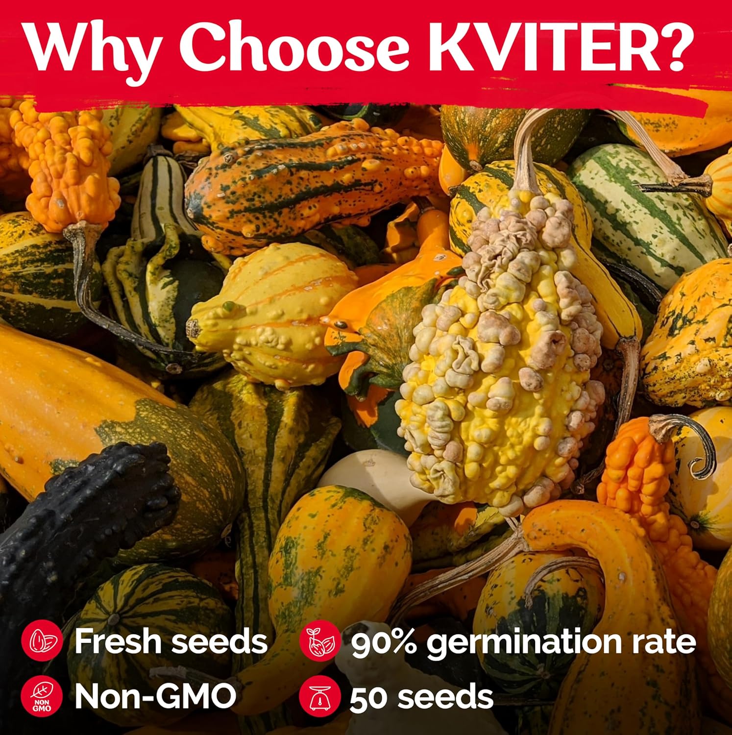 KVITER 50 Small Gourd Seeds Mix (Cucurbita Pepo) – Ornamental Fall Decor Gourds, Non GMO & Organic – Perfect Heirloom Seeds for Planting Decorative Gourds in Vegetable Garden