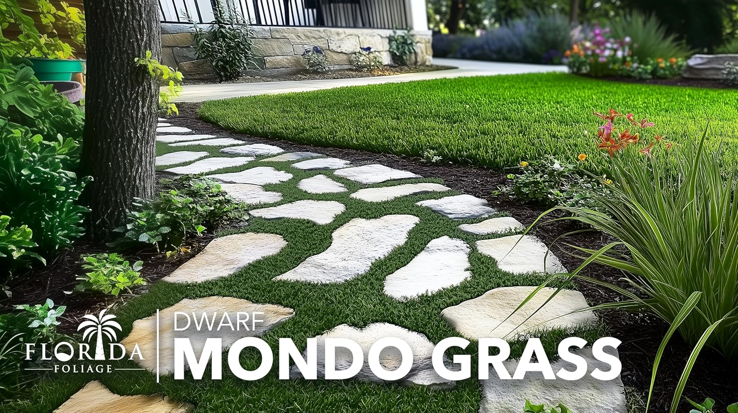 Dwarf Mondo Grass | 10 Live Plants | Ophiopogon Japonicus Nana | Lush Ground Cover | Shade Loving Low Maintenance Garden Solution | Ideal for Landscaping and Borders | Hardy and Evergreen
