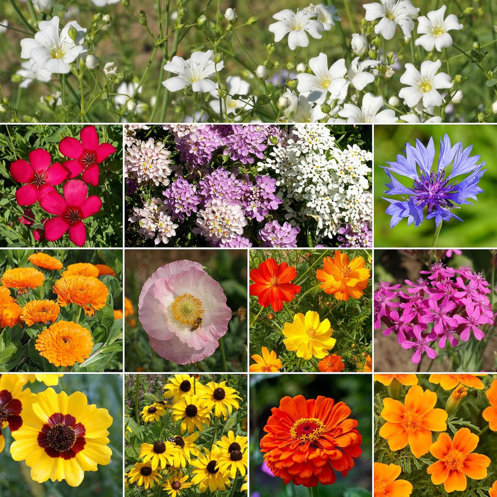 Ferry-Morse Easy Care Children’s Garden Mix Bulk Flower Seeds, 1lb