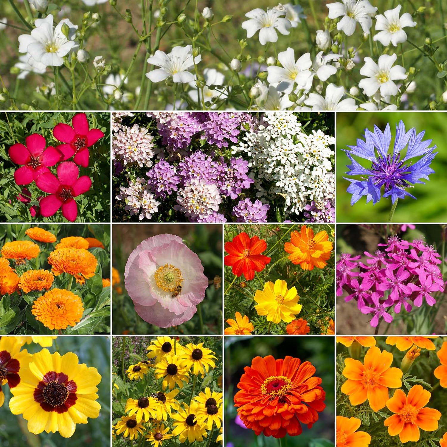 Ferry-Morse Easy Care Children’s Garden Mix Bulk Flower Seeds, 1lb