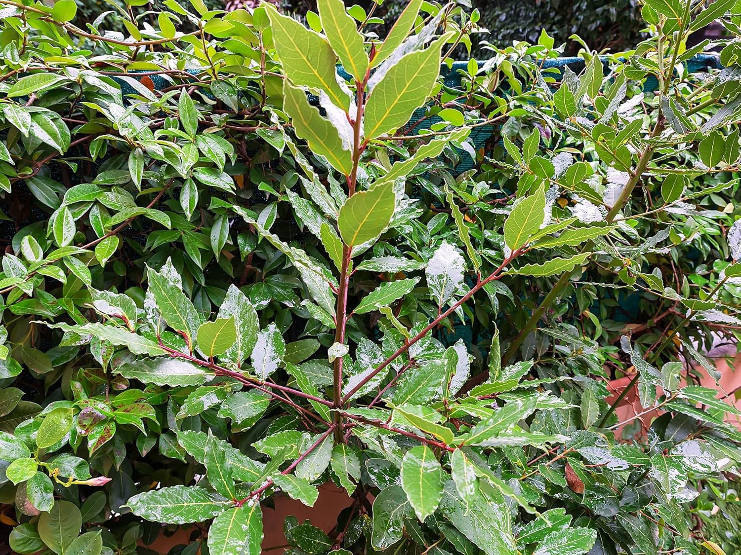 Greenwood Nursery: Live Perennial Plants - Bay Laurel Herb + Laurus Nobilis - [Qty: 5X 2.5 Pot] - (Click for Other Available Plants/Quantities)
