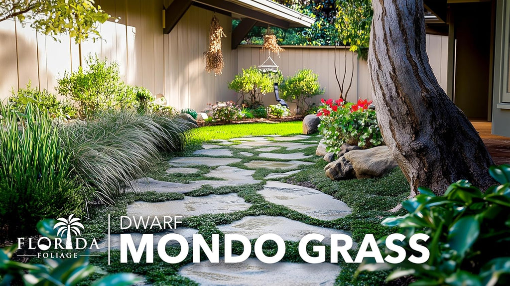 Dwarf Mondo Grass | 20 Live Plants | Ophiopogon Japonicus Nana | Lush Ground Cover | Shade Loving Low Maintenance Garden Solution | Ideal for Landscaping and Borders | Hardy and Evergreen