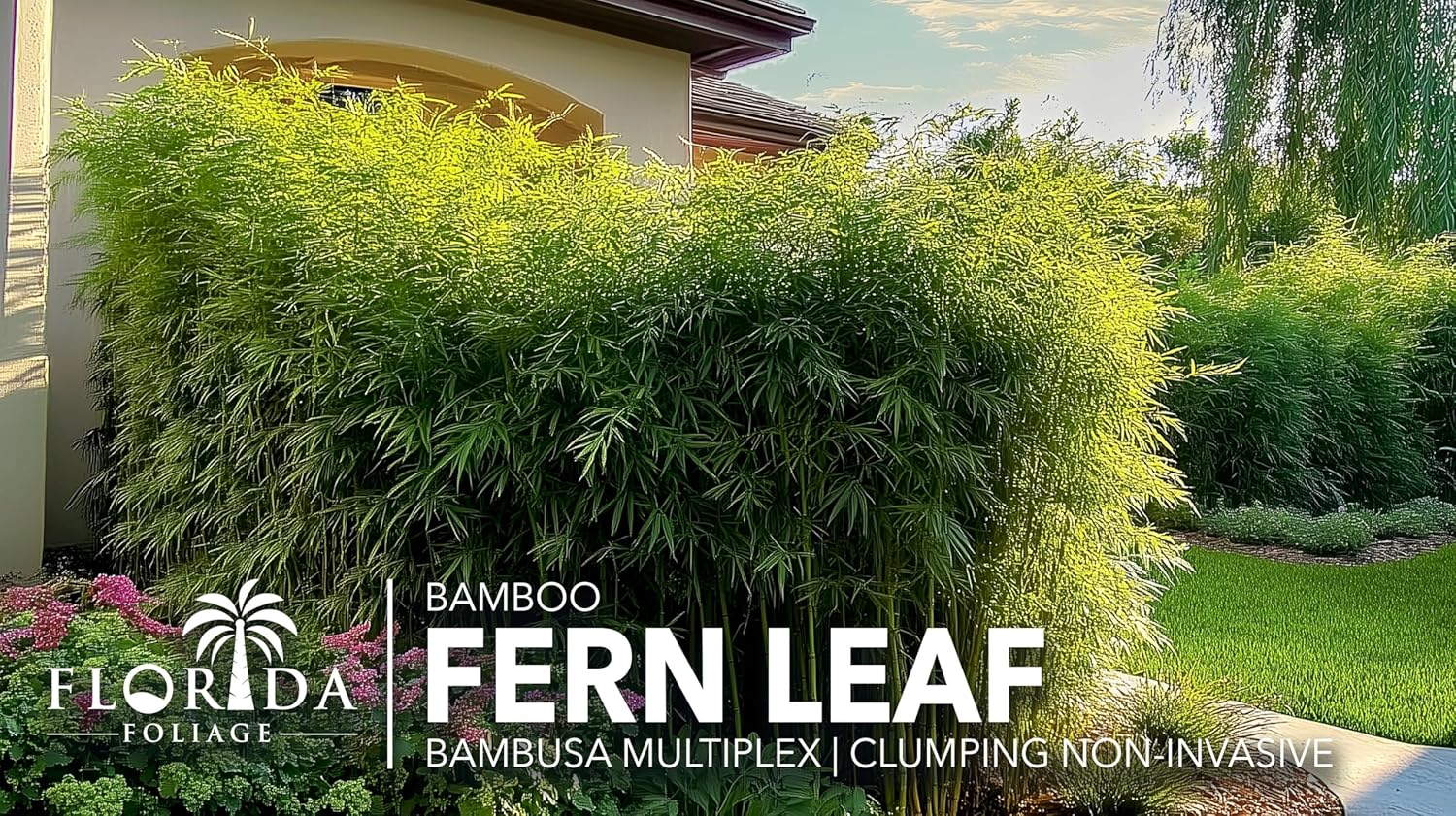 Bamboo Golden Goddess | 3 Large Gallon Size Plant | Bambusa multiplex | Fast Growing Clumping Bamboo | Privacy Hedge Windbreak Landscapes Borders Beds Decorative Accent Outdoor Screening Garden Zone