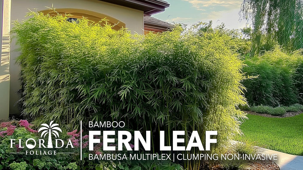 Bamboo Golden Goddess | 1 Large Gallon Size Plant | Bambusa multiplex | Fast Growing Clumping Bamboo | Privacy Hedge Windbreak Landscapes Borders Beds Decorative Accent Outdoor Screening Garden Zone