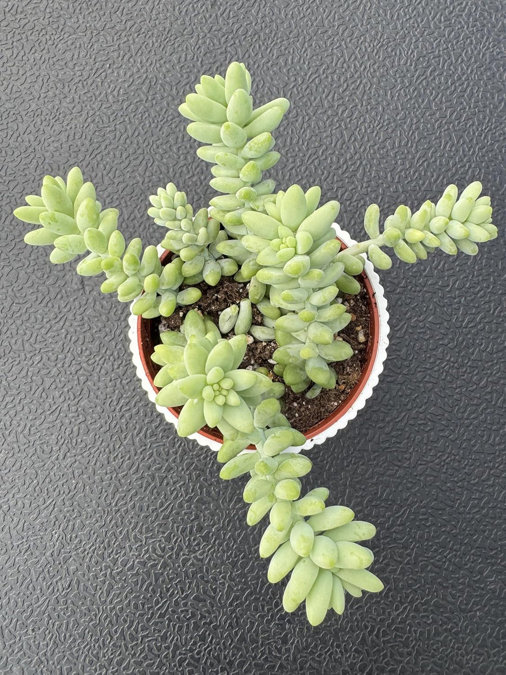 Donkey's Tail with 4" White Stripe Pot, Live Sedum Morganianum-Burro's Tail Succulent with Soil Mix, Rare House Plant for Home Office Wedding Indoor Outdoor Decoration, DIY Projects, Party Favor