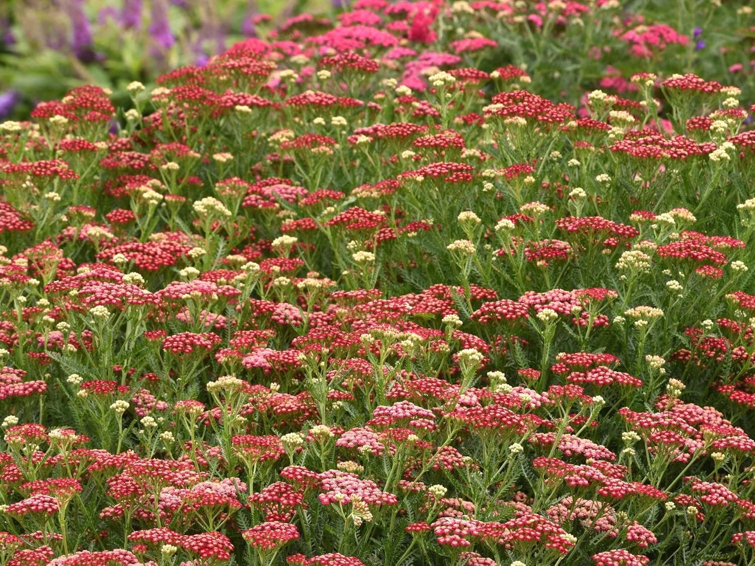 Greenwood Nursery: Live Perennial Plants - Achillea New Vintage Red Yarrow - [Qty: 5X Pint Pots] - (Click for Other Available Plants/Quantities)