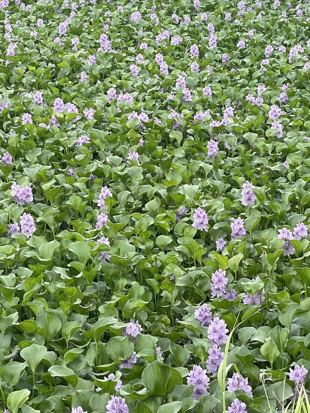 12 Water Hyacinth (Eichornia Crassipes) Floating Water Garden Pond Plants (12 Live Plants)