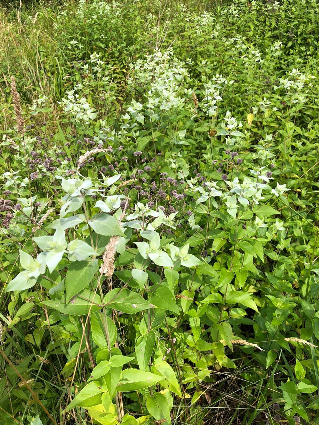 Organic Live Mountain Mint Plant (Pycnanthemum muticum) in 2.5 inch Pot - Short Toothed Mountain Mint, North American Native Plant by Smoke Camp Crafts