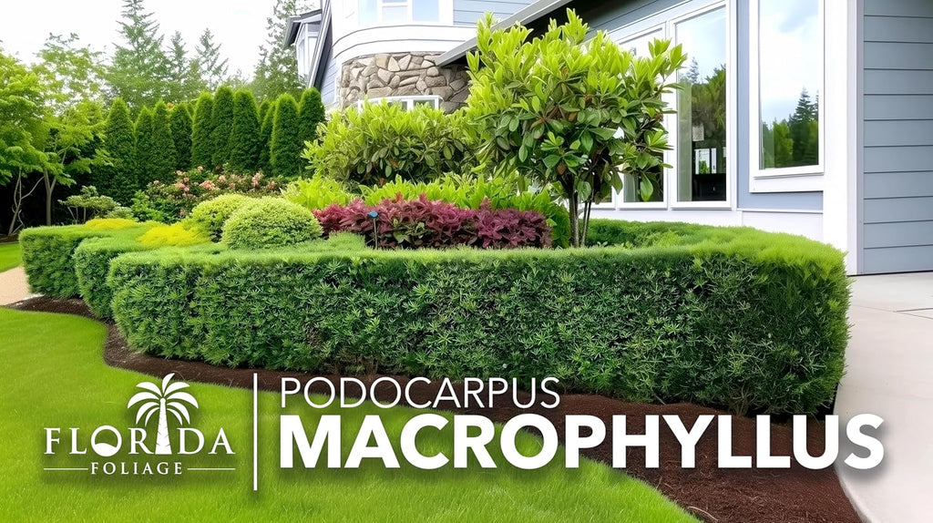Podocarpus Macrophyllus Japanese Yew | 60 Live Plants | Podocarpus macrophyllus | Privacy Hedge Shrub | Evergreen Landscaping Plants for Gardens & Borders