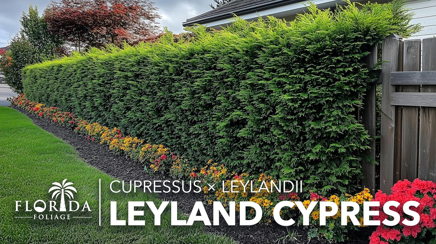 Leyland Cypress | 1 Quart Size Plant | Cupressocyparis leylandii | Fast Growing Privacy Trees, Evergreen Landscape Plants, Drought Tolerant, Low Maintenance, Windbreak, Hardy