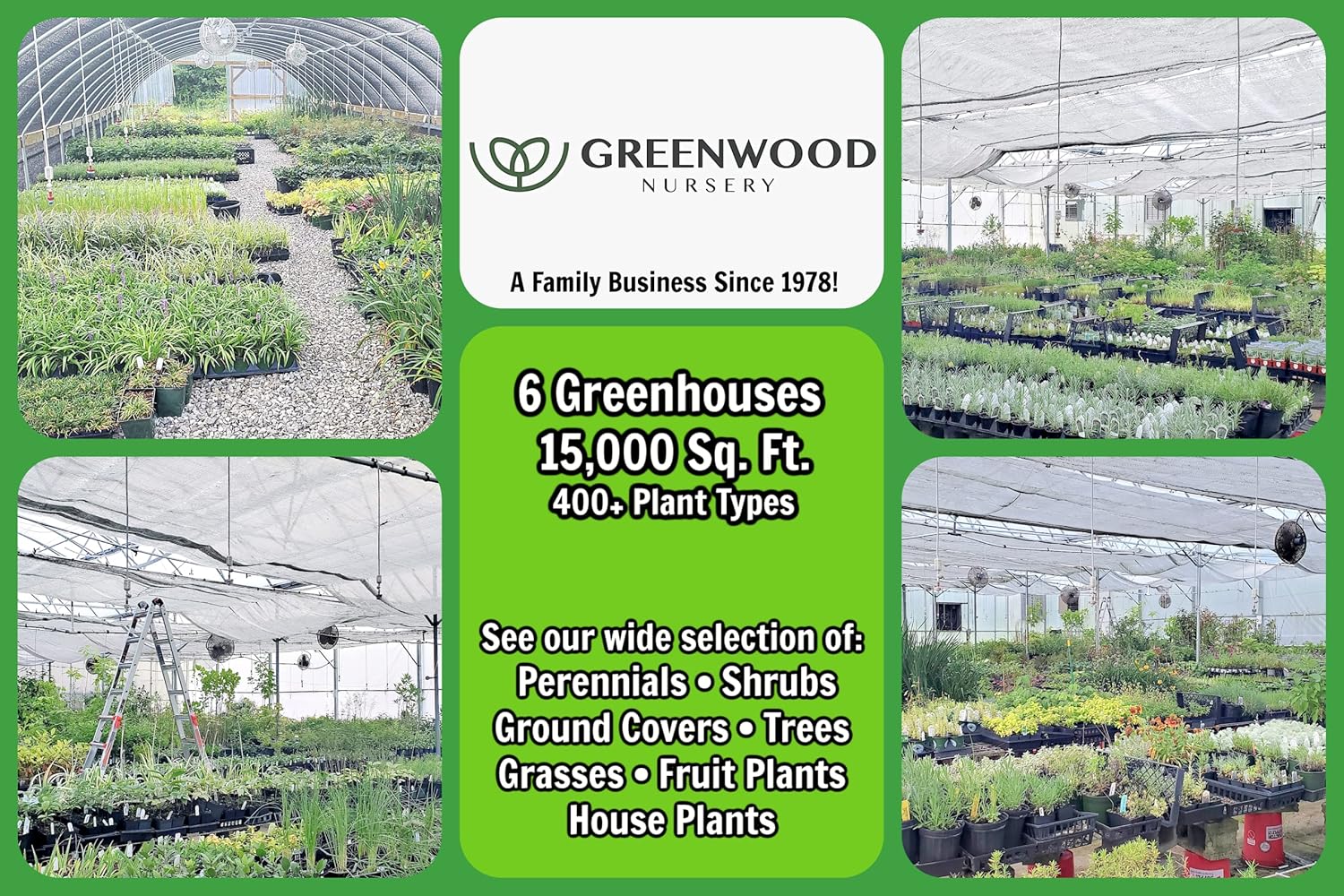 Greenwood Nursery: Live Perennial Plants - Firewitch + Dianthus Gratianopolitanus - [Qty: 5X 3.5 Pots] - (Click for Other Available Plants/Quantities)