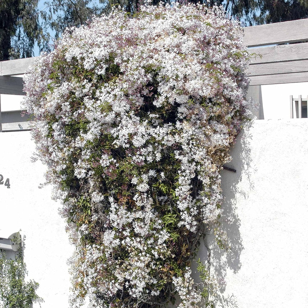 Pink Jasmine Vine - Jasminum Polyanthum - Fragrant & Blooming, Perfect for Indoor/Outdoor Decor (2 Pink jas sacs)