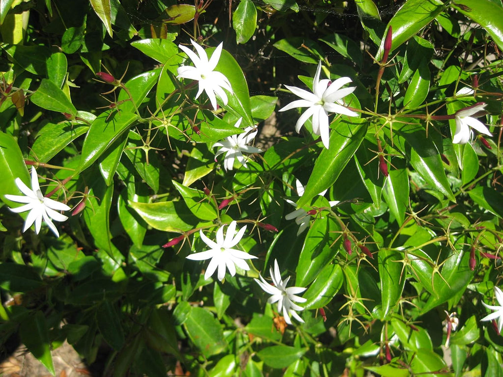Star Jasmine - 20 Live Plants - Jasminum Nitidum - Fragrant Blooming Evergreen Vine