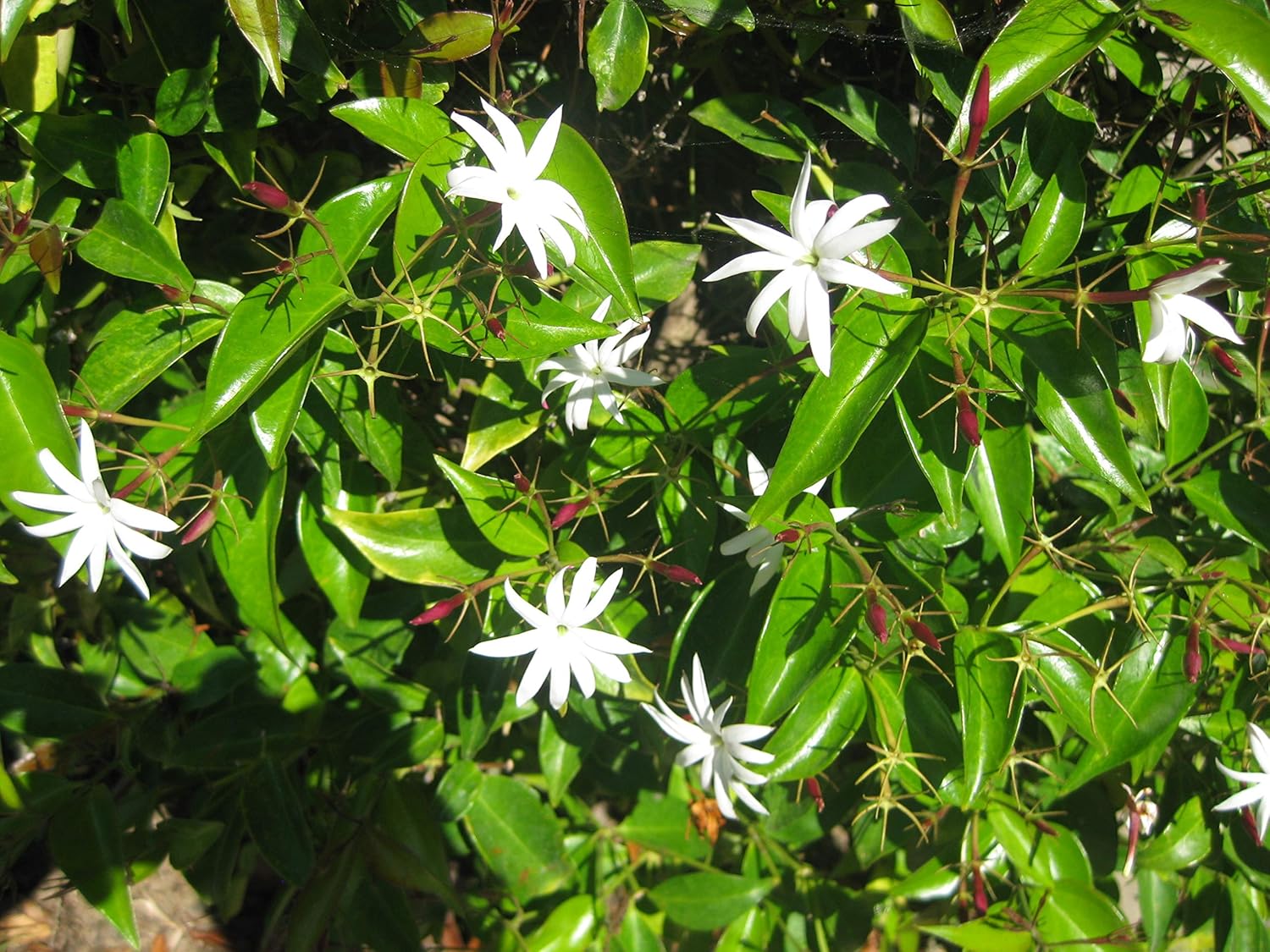 Star Jasmine - 20 Live Plants - Jasminum Nitidum - Fragrant Blooming Evergreen Vine