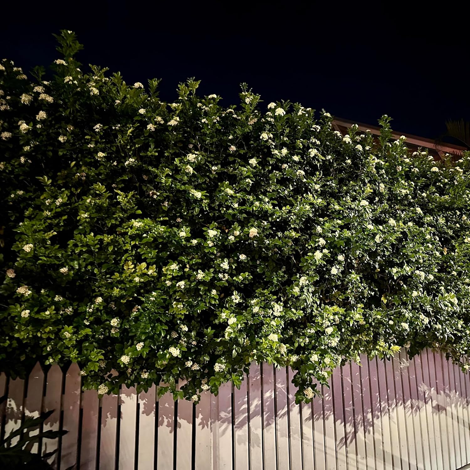 Night Blooming Jasmine Live Plant - Cestrum Nocturnum. Fragrant Flowering Shrub for Garden, Patio or Window (4 ngt.jas Cups)