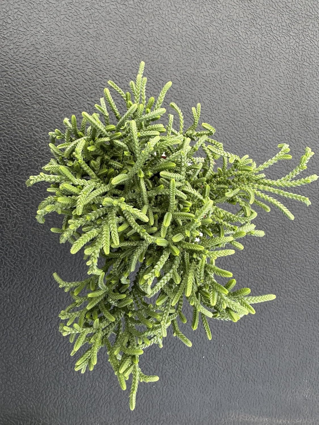 Watch Chain Succulent with White Stripe Pot, Rare Live Crassula muscosa Plant, Home Office Indoor Outdoor Wedding Decoration DIY Projects Party Favor