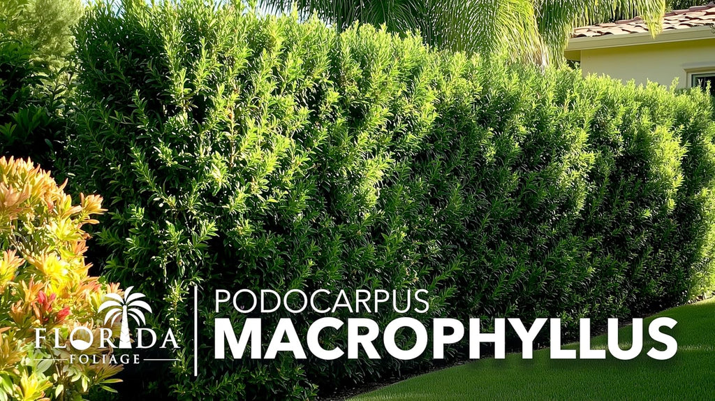 Podocarpus Macrophyllus Japanese Yew | 3 Live Plants | Podocarpus macrophyllus | Privacy Hedge Shrub | Evergreen Landscaping Plants for Gardens & Borders