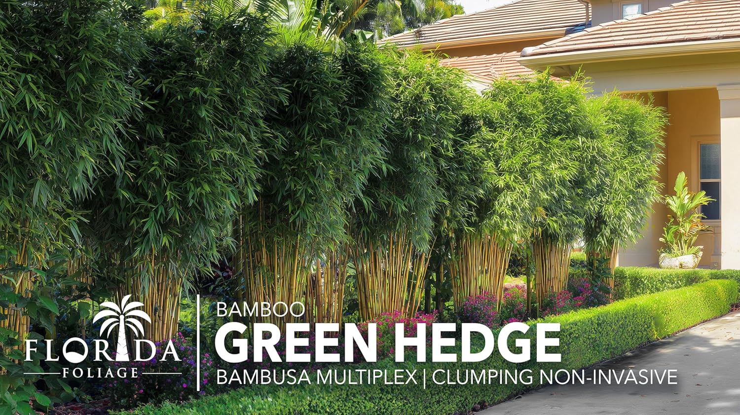 Green Hedge Bamboo | 3 Extra Large 3 Gallon Plants | Bambusa multiplex | Fast Growing Privacy Screen | Clumping Bamboo for Landscapes Gardens Walkways Accent Foundation Beds Decorative Garden