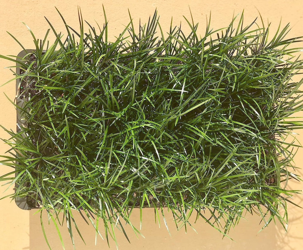 Mondo Grass - 30 Live Plants - Ophiopogon Japonicus - Live Evergreen Groundcover Plants - Shade Loving